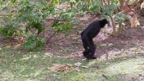 Slow Motion of Black Monkey Går på två ben som en människa på grönt gräs — Stockvideo