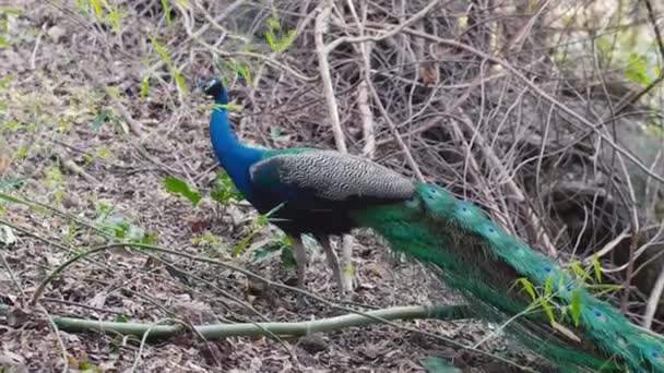 Vacker man Peacock med en Big Tail Walking och äta mat utspridda på golvet — Stockvideo