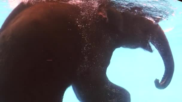 Stora afrikanska Elefantsimning i poolen i Zoo — Stockvideo