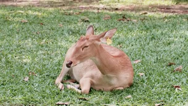 Mignon cerf mensonge et repos sur l'herbe verte dans le parc au zoo 