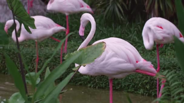 Gruppe pinkfarbener Flamingos steht im tropischen grünen Dschungel — Stockvideo