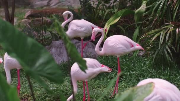 Groupe de flamants roses debout dans la jungle tropicale verte 
