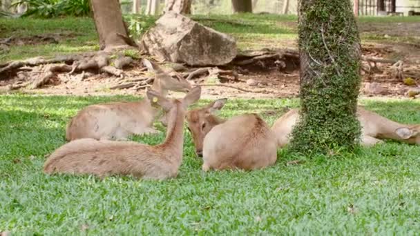 무리를 이룬 Cute Deers Lying and Resting on the Green Grass in the Park — 비디오