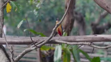 Küçük Mavi Kanatlı Pitta Kuşu Ormanda oturuyor ve kameraya bakıyor