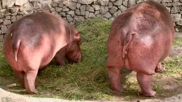 Vista trasera de dos hipopótamos comiendo hierba verde — Vídeos de Stock