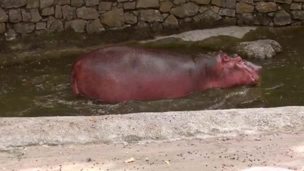 Hipopótamo gordo pequeño que camina al agua — Vídeo de stock