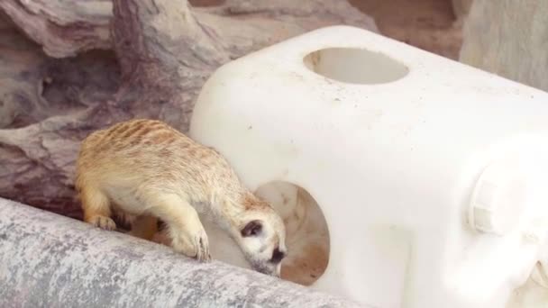 Cute Curious Meerkat Playing with Plastic Bottle and Walking Around — Stock Video