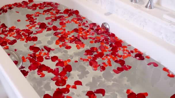 Nők kéz a fürdőköpenyben csepp piros rózsaszirmok fürdőkádban töltött tiszta vízzel — Stock videók