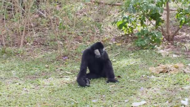 Gibbon à joues blanches ou Gibbon à joues blanches du Nord Assis judicieusement — Video