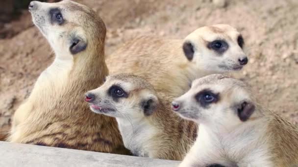Roztomilý zvědavý Meerkats rodinné hraní a objímání navzájem na písku — Stock video