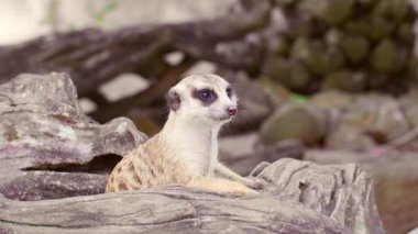 Arkaplanda Kök Ağacıyla Ahşap Kapan Şirin Meraklı Köfte