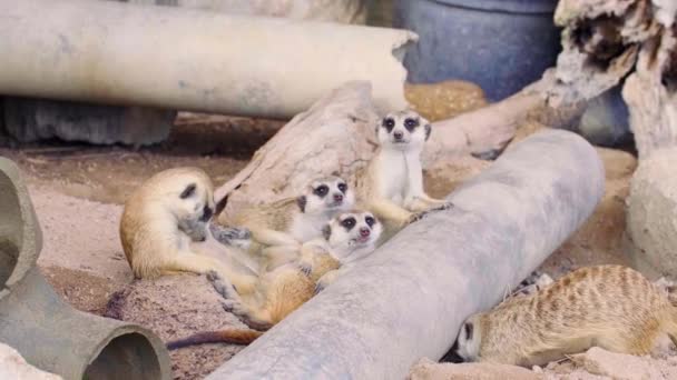 Gruppo di simpatici curiosi Meerkat Famiglia seduta insieme sulla sabbia vicino al tubo di cemento — Video Stock