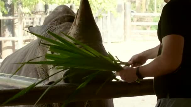 Egy férfi egy rakás fűvel a karjában eteti a nagy orrszarvút az állatkertben. — Stock videók