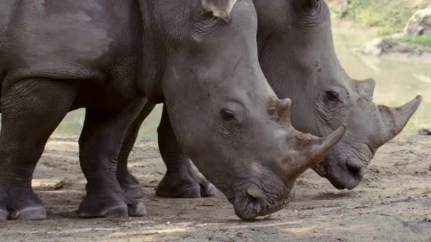 Rhinocéros grands et dangereux dans le parc Safari en Thaïlande — Video