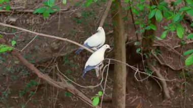 Kuşhanedeki Tropikal Bahçede bir çift Pied Imperial Pigeons veya Ducula Bicolor