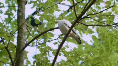 Kuşhanedeki Tropikal Bahçede bir çift Pied Imperial Pigeons veya Ducula Bicolor