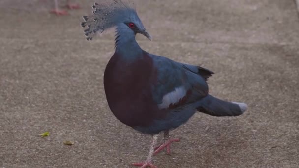 Pombo coroado do sul de Victoria com olhos vermelhos andando no zoológico — Vídeo de Stock