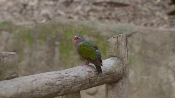 일반 에메랄드 도브가 나무 가지에 앉아 깃털을 다듬는 모습 — 비디오