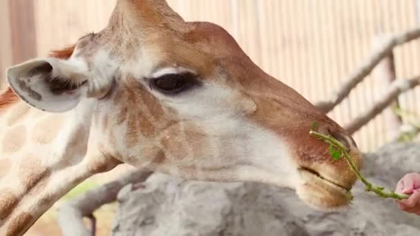 Close Up of Giraffe Standing and Eating Green Foliage from Brunch from Man Hand — Stock Video