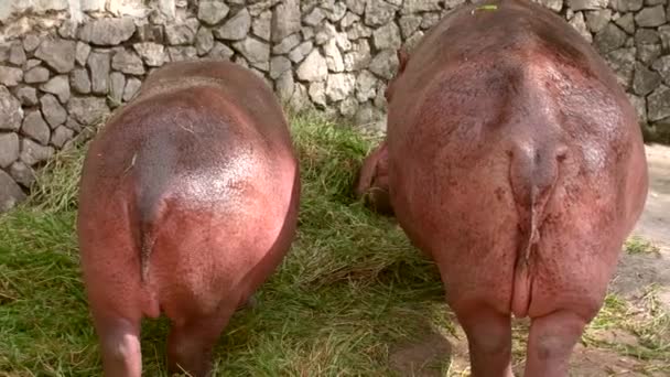 Achteraanzicht van twee nijlpaarden die groen gras eten — Stockvideo