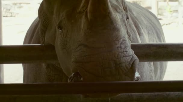 Grande rinoceronte bianco in piedi dietro la recinzione e mastica l'erba verde — Video Stock