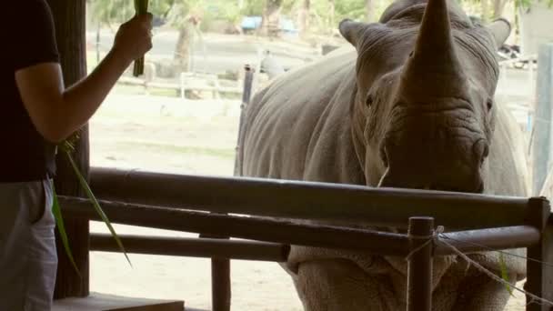 Человек с пачкой травы в руках кормит большого носорога в зоопарке — стоковое видео