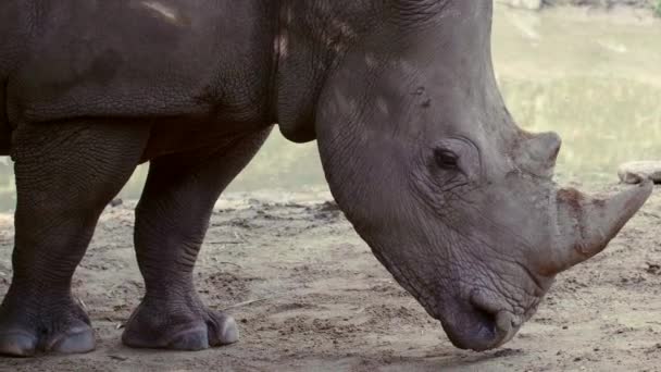 Великі й небезпечні носороги в сафарі парку в Таїланді. — стокове відео