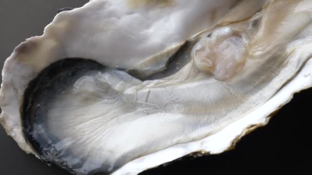 Close Up of Giant Raw Fresh Oyster on Half Shell on Black Background — Stock Video
