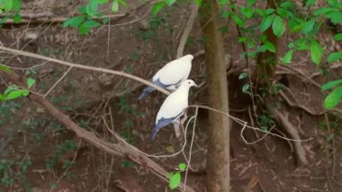 Kuşhanedeki Tropikal Bahçede bir çift Pied Imperial Pigeons veya Ducula Bicolor