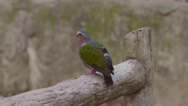 Vackra Chalcopand Indica Sitter och kopplar av i Aviary i Thailand — Stockvideo