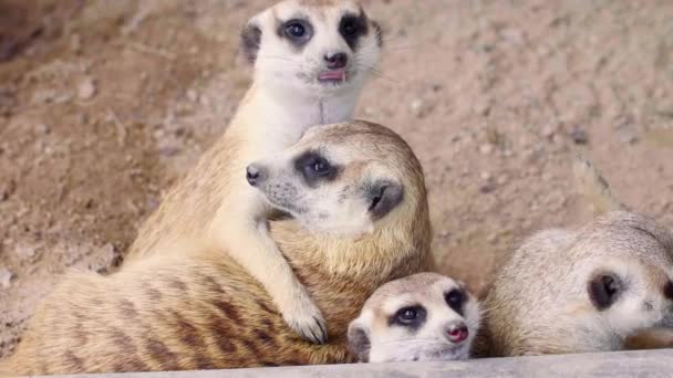Grupo de cuatro lindos curiosos suricatas amor y abrazos unos a otros en la arena — Vídeo de stock