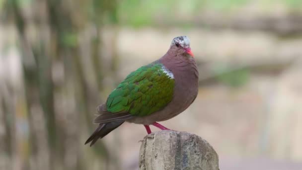 Vackra Chalcopand Indica Sitter och kopplar av i Aviary i Thailand — Stockvideo