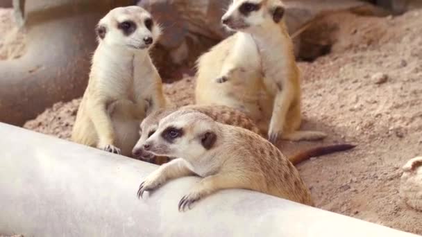 Bonito Curioso Meerkats Família brincando e abraços uns aos outros na areia — Vídeo de Stock