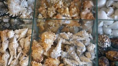 Tayland 'daki Street Market' te Deniz Kabuğu Hediyelik Eşyalar