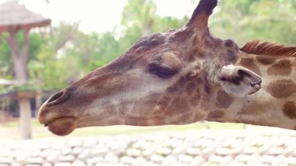 Primo piano della giraffa in piedi e mangiare fogliame verde dal brunch da mano dell'uomo — Video Stock