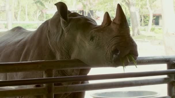 Grande rinoceronte bianco in piedi dietro la recinzione e mastica l'erba verde — Video Stock