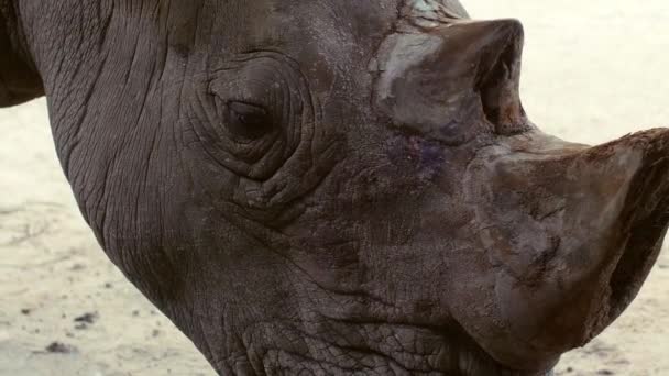 Rhinos grandes y peligrosos en Safari Park en Tailandia — Vídeo de stock