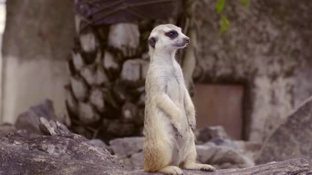 Cute Curious Meerkat Standing on Wooden Snag with Palm Tree on Background — Stock Video