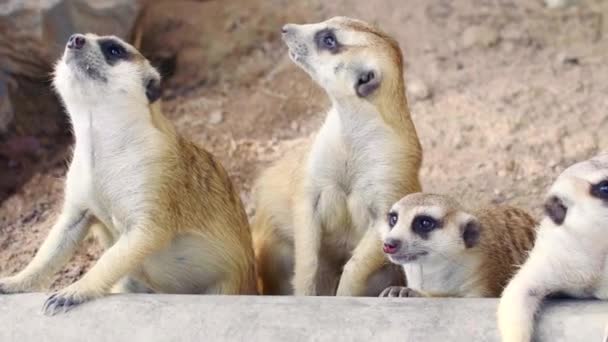 Gruppe süßer neugieriger Erdmännchen sitzt zusammen auf Sand — Stockvideo