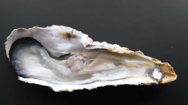 Reuzenrauwe verse oester op halve schelp op zwarte achtergrond — Stockvideo