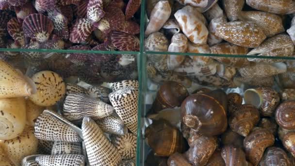 タイのストリートマーケットでの貝殻の海のお土産の盛り合わせ — ストック動画