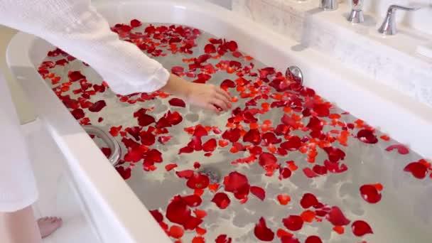 Women Hands in Bathrobe Prepare Red Rose Petals on Bath for Photosession — Stock Video