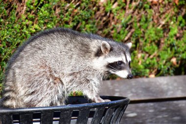 Bir rakun bir çöp kutusundan ustalıkla çıkıyor. Vancouver Bc Kanada