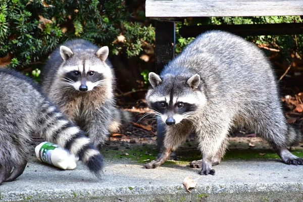 Trio Racoons Searching Food Stanley Park Vancouver Canada — Stock Photo, Image