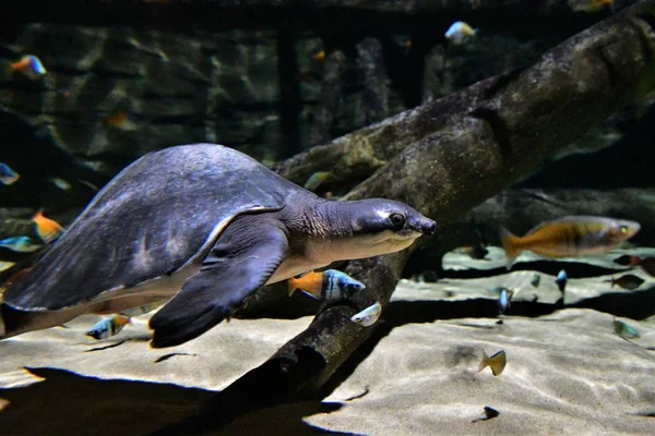 Una Tartaruga Dal Naso Maiale All Acquario Che Nuota Giro — Foto Stock