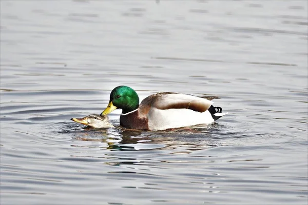 Una Foto Pato Mallard Apareándose Agua Vancouver Canadá — Foto de Stock