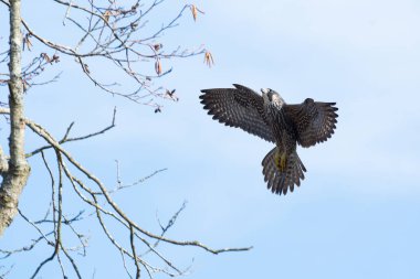 Ağaca tünemek üzere olan bir Peregrine şahini. Vancouver Bc Kanada