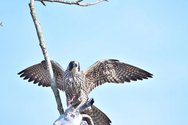 Falcão Peregrino Agarrando Sua Presa Enquanto Estava Empoleirado Sobre Ramo — Fotografia de Stock