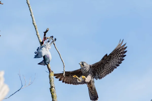 Peregrine Falcon Returning Its Prey Vancouver Canada — ストック写真