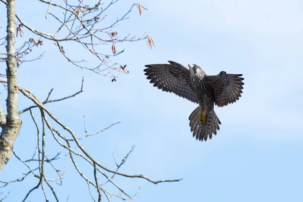 Halcón Peregrino Punto Posarse Árbol Vancouver Canadá —  Fotos de Stock